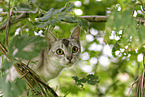 Burmese