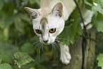 Burmese