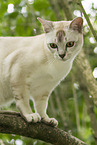 Burmese