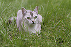 Burmese