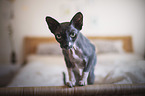 Canadian Sphynx