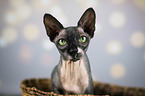 Canadian Sphynx Portrait