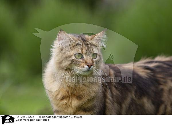 Cashmere Bengal Portait / JM-03236
