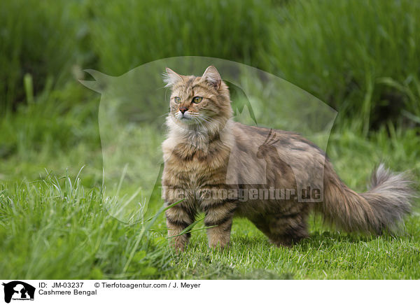 Cashmere Bengal / Cashmere Bengal / JM-03237