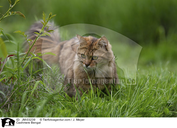 Cashmere Bengal / Cashmere Bengal / JM-03239