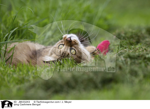 liegende Cashmere Bengal / lying Cashmere Bengal / JM-03243