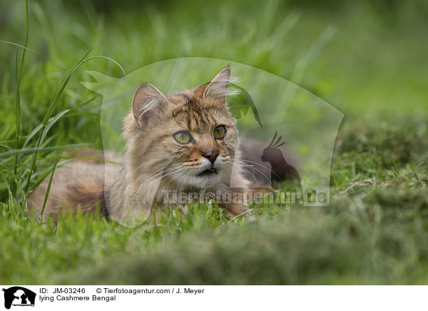 lying Cashmere Bengal / JM-03246