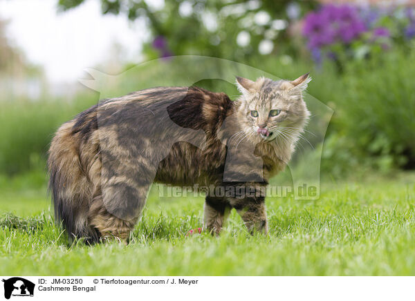 Cashmere Bengal / Cashmere Bengal / JM-03250