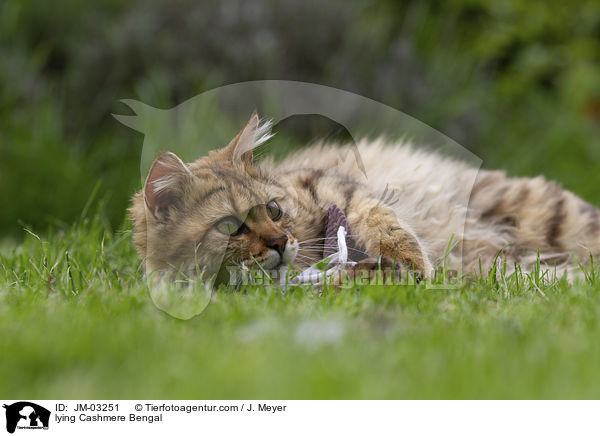liegende Cashmere Bengal / lying Cashmere Bengal / JM-03251
