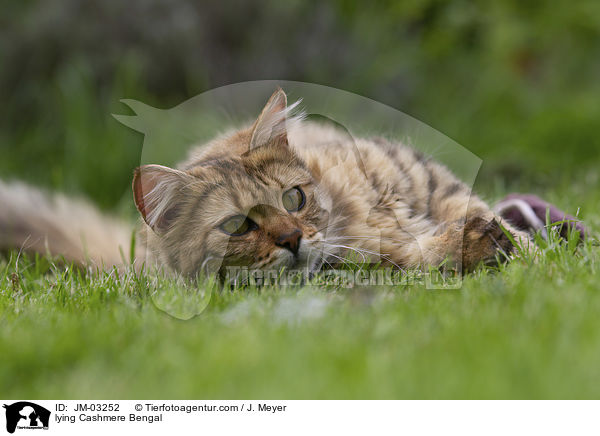 liegende Cashmere Bengal / lying Cashmere Bengal / JM-03252