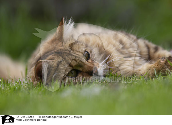 liegende Cashmere Bengal / lying Cashmere Bengal / JM-03254