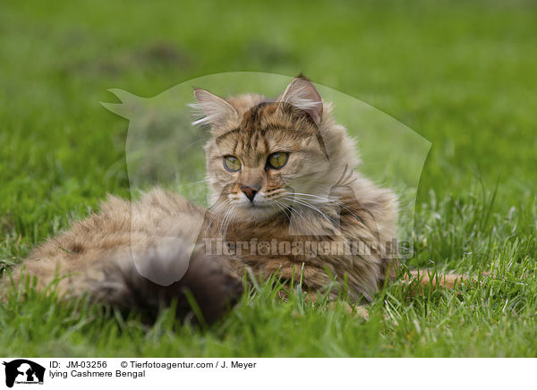 liegende Cashmere Bengal / lying Cashmere Bengal / JM-03256