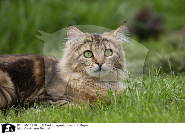 liegende Cashmere Bengal / lying Cashmere Bengal / JM-03258