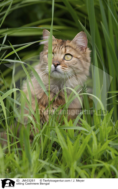 sitting Cashmere Bengal / JM-03261