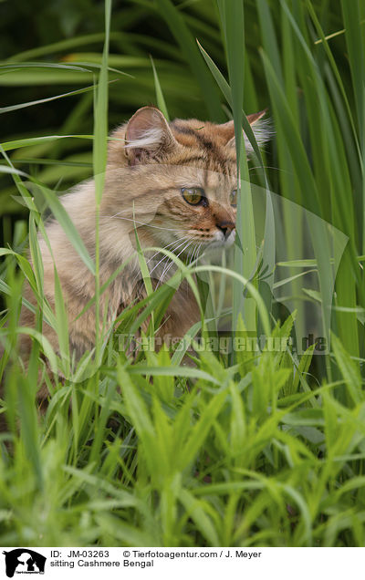sitzende Cashmere Bengal / sitting Cashmere Bengal / JM-03263
