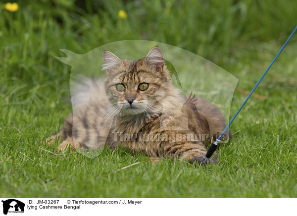 liegende Cashmere Bengal / lying Cashmere Bengal / JM-03267