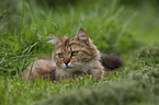 lying Cashmere Bengal