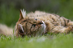 lying Cashmere Bengal