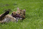playing Cashmere Bengal