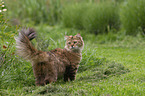 Cashmere Bengal