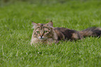 lying Cashmere Bengal