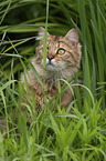 sitting Cashmere Bengal