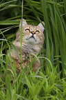 sitting Cashmere Bengal
