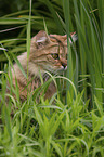 sitting Cashmere Bengal