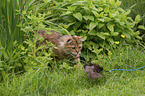 walking Cashmere Bengal
