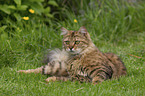 lying Cashmere Bengal