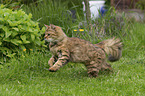 running Cashmere Bengal