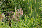Cashmere Bengal Portrait