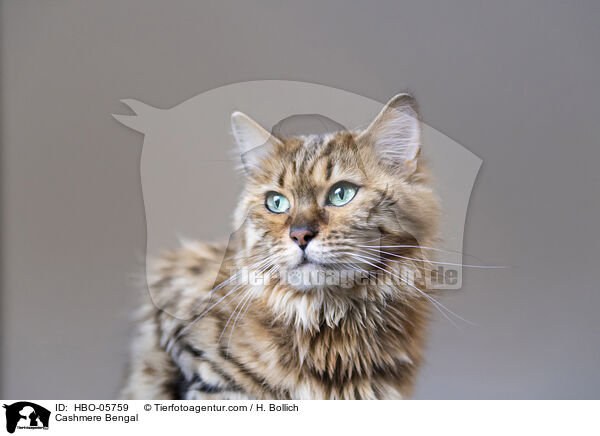Cashmere Bengal / HBO-05759
