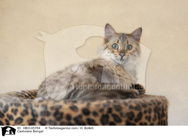 Cashmere-Katze / Cashmere Bengal / HBO-05764