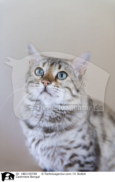 Cashmere-Katze / Cashmere Bengal / HBO-05766