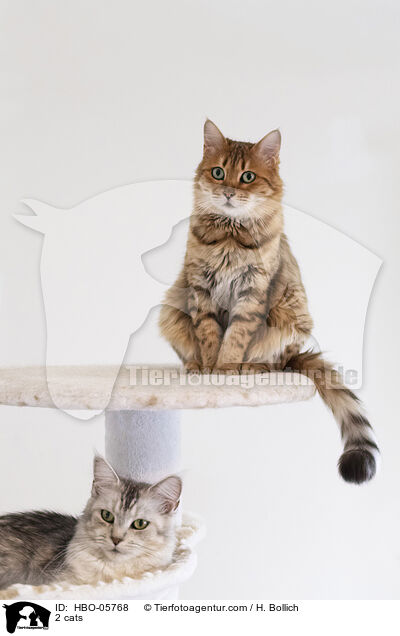 2 Katzen / 2 cats / HBO-05768