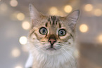 Cashmere Bengal