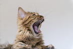 Cashmere Bengal