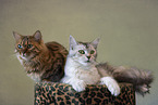 2 cats