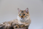 Cashmere Bengal