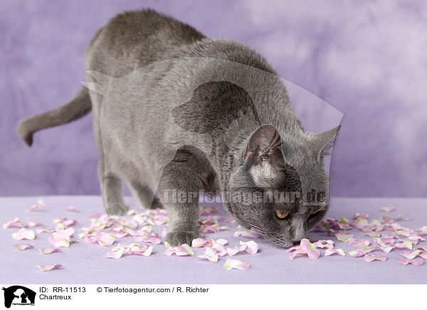 echte Kartuser / Chartreux / RR-11513