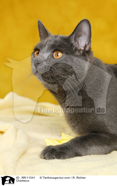 echte Kartuser / Chartreux / RR-11541