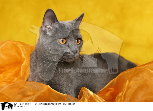 echte Kartuser / Chartreux / RR-11544