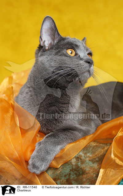 echte Kartuser / Chartreux / RR-11546