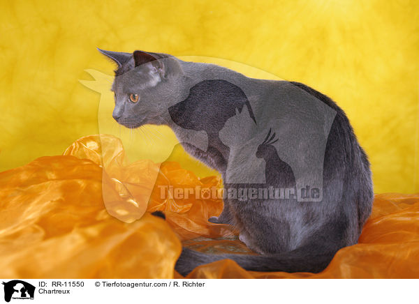 echte Kartuser / Chartreux / RR-11550