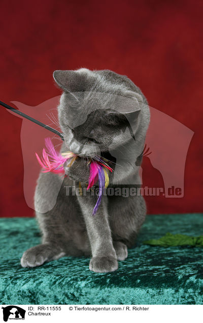 echte Kartuser / Chartreux / RR-11555