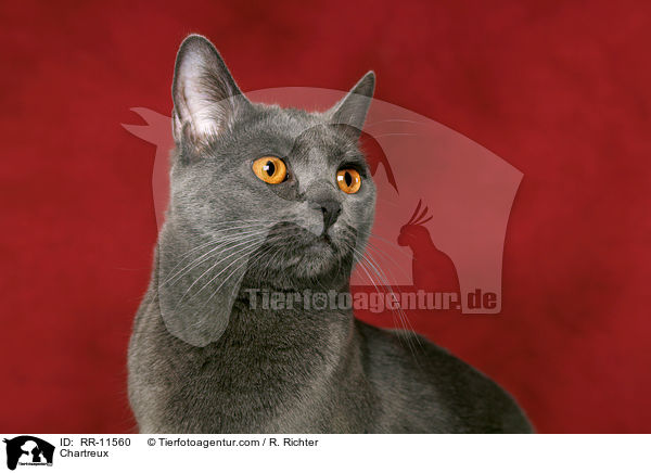 echte Kartuser / Chartreux / RR-11560