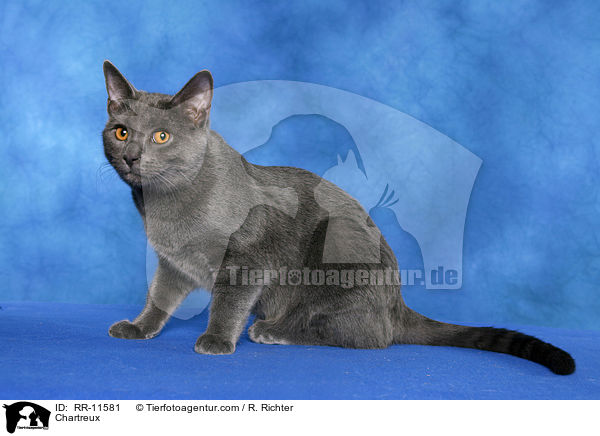 Unsicherheit / Chartreux / RR-11581