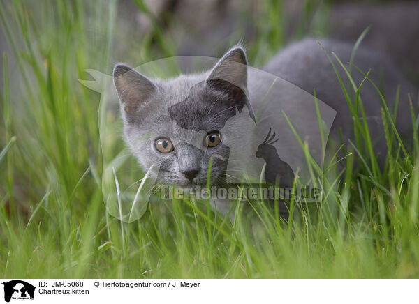 Chartreux Ktzchen / Chartreux kitten / JM-05068