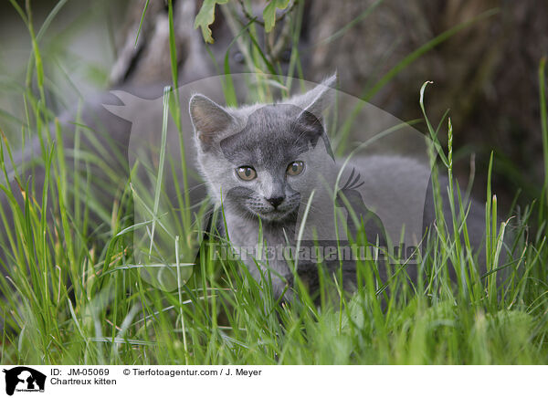 Chartreux Ktzchen / Chartreux kitten / JM-05069